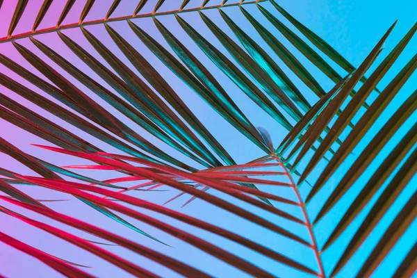 Folhas Tropicais Palma Vibrante Negrito Gradiente Holográfico Neon Cores Arte — Fotografia de Stock