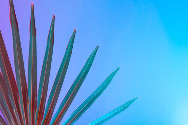 活気に満ちた大胆なグラデーション ホログラフィック ネオンの色 コンセプト アート 最小限のシュル レアリスムの背景に熱帯の葉 — ストック写真