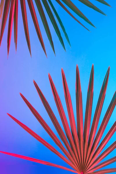 活気に満ちた大胆なグラデーション ホログラフィック ネオンの色 コンセプト アート 最小限のシュル レアリスムの背景に熱帯とヤシの葉 — ストック写真