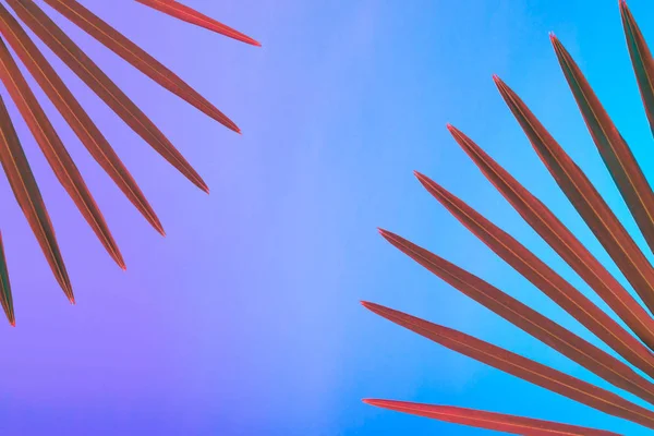 Tropical Palm Leaves Vibrant Bold Gradient Holographic Neon Colors Concept — Stock Photo, Image