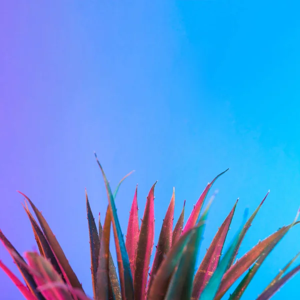 活気に満ちた大胆なグラデーション ホログラフィック ネオンの色 コンセプト アート 最小限のシュル レアリスムの背景に熱帯の葉 — ストック写真