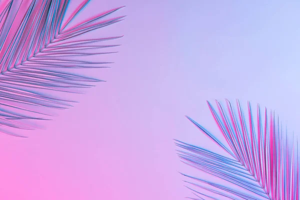 棕榈叶在充满活力的大胆梯度全息霓虹灯色彩 概念艺术 — 图库照片