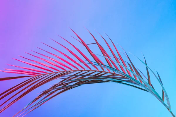 Tropiska Löv Pulserande Djärva Gradient Holografisk Neonfärger Begreppskonst Minimal Surrealism — Stockfoto