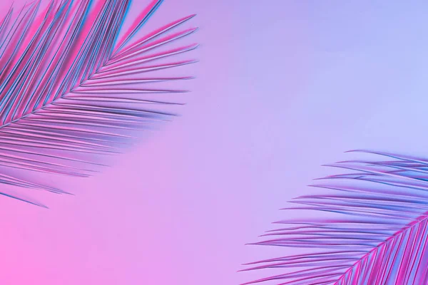 Palmblätter Lebhaften Kühnen Farbverläufen Holographische Neonfarben Konzeptkunst — Stockfoto