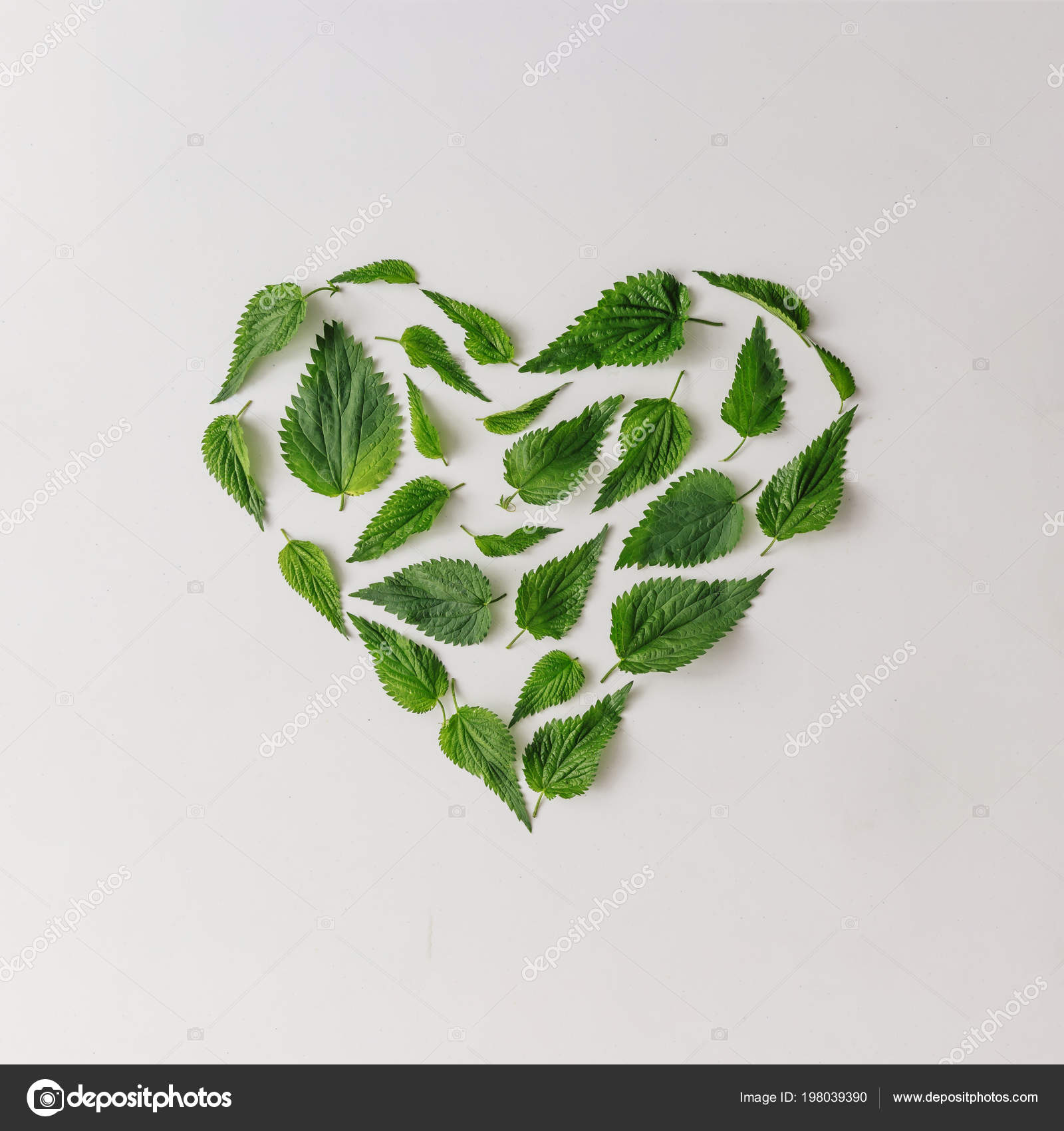 Creative Nettle Leaves Heart Shape Minimal Nature Love Concept Stock Photo  by ©Zamurovic 198039390