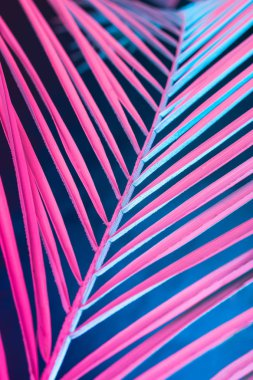 mavi arka plan, konsept Sanat üzerinde pembe degrade holografik neon renkli tropikal yaprak 