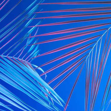 canlı kalın degrade holografik neon renklerde palmiye yaprakları üzerinde mavi arka plan, konsept Sanat 