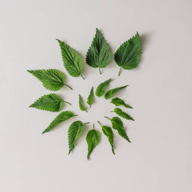 Yaratıcı ısırgan yaprakları geometrik desen, Minimal doğa kavramı 