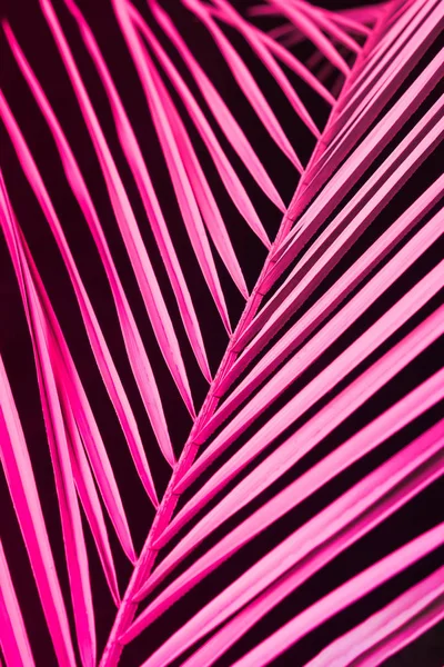 Hoja Tropical Color Neón Holográfico Gradiente Rosa Sobre Fondo Azul —  Fotos de Stock