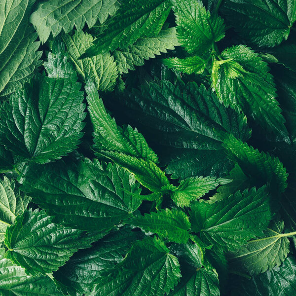 Creative nettle leaves background, Minimal nature concept