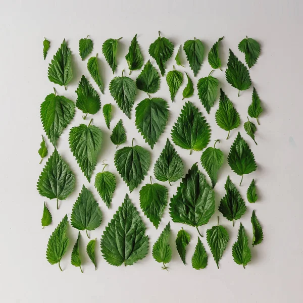 Creative Nettle Leaves Layout Minimal Nature Concept — Stock Photo, Image