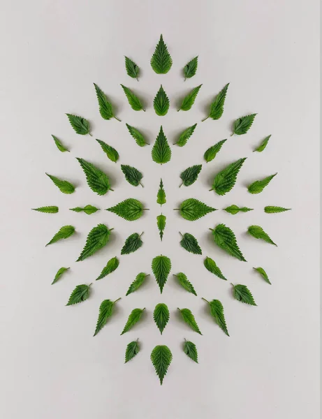 Creative Nettle Leaves Geometric Pattern Minimal Nature Concept — Stock Photo, Image