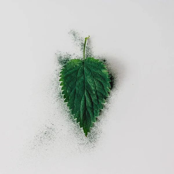 Układ Liść Pokrzywy Creative Zielonego Proszku Herbata Minimalne Pojęcie — Zdjęcie stockowe