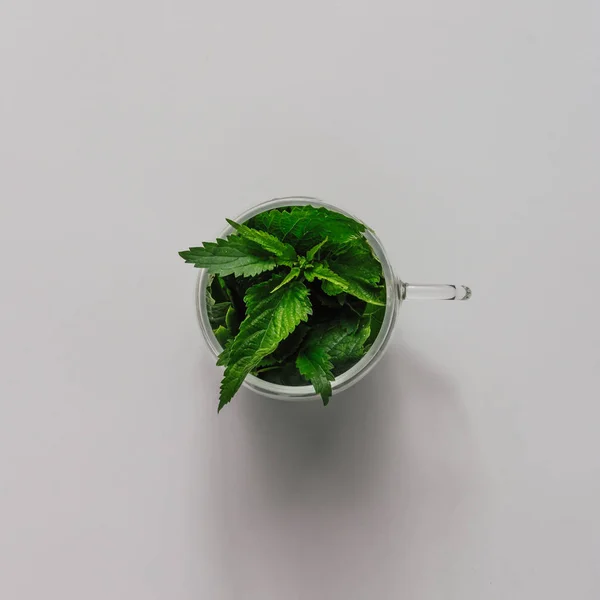 茶杯与新鲜荨麻叶子 最小的新鲜自然茶概念 — 图库照片