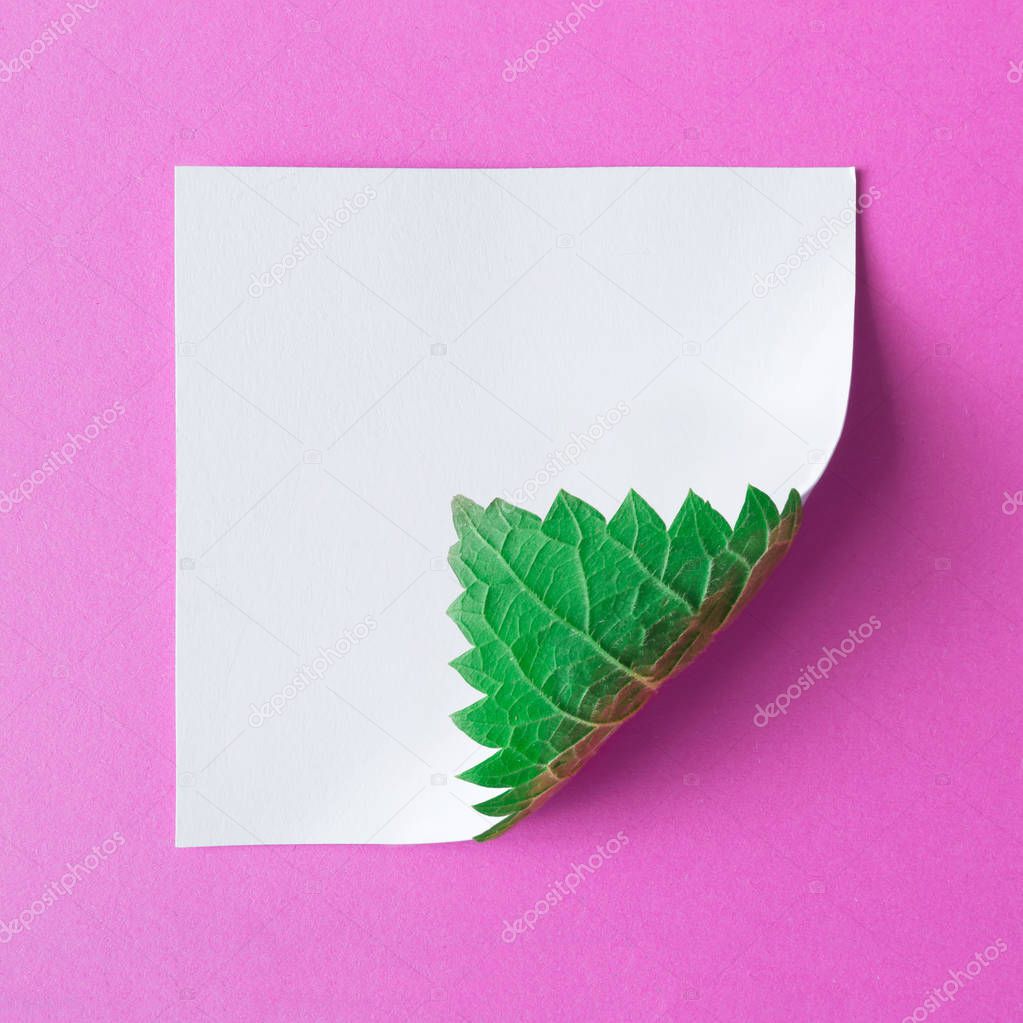 Creative layout with paper card note and leaf on pink background, Minimal nature concept 