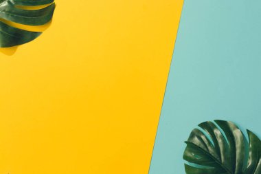 iki yeşil palmiye yaprakları renkli arka plan, en az yaz egzotik kavramı üzerinde 