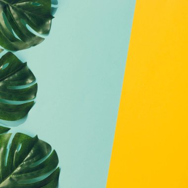 Yaratıcı düzen renkli tropikal yapılmış sarı ve mavi arka plan üzerinde en az yaz egzotik kavramı bırakır 