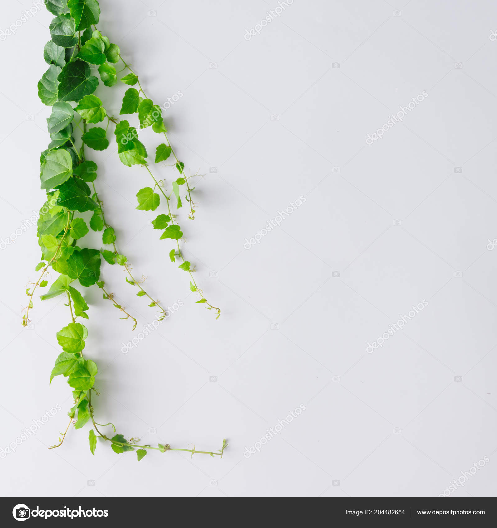 Creative Layout Made Branches Leaves Isolated White Background Nature  Concept Stock Photo by ©Zamurovic 204482654