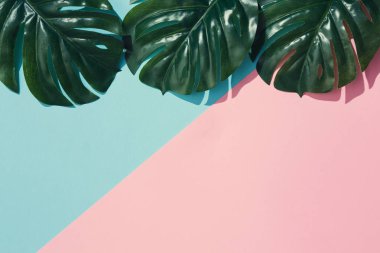 Yaratıcı düzen yeşil tropikal yapılan pastel pembe ve mavi zemin üzerine bırakır. En az yaz egzotik kavramı 