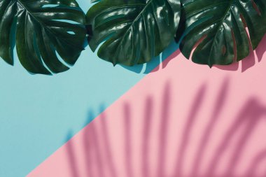 Yaratıcı düzen yeşil tropikal yapılan pastel pembe ve mavi zemin üzerine bırakır. En az yaz egzotik kavramı 
