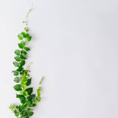 Şube ve beyaz arka plan üzerinde doğa kavramı izole yaprakları yapılmış yaratıcı düzeni