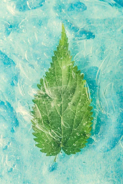 Feuille Naturelle Verte Dans Eau Boisson Froide Concept Nourriture Healty — Photo