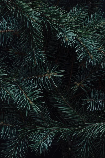 創造的なレイアウト製冬常緑木の枝 自然クリスマス コンセプト — ストック写真