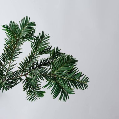 Noel ağacı dalı en az yaratıcı düzeni. Yeni yıl Noel arka plan kavramı.