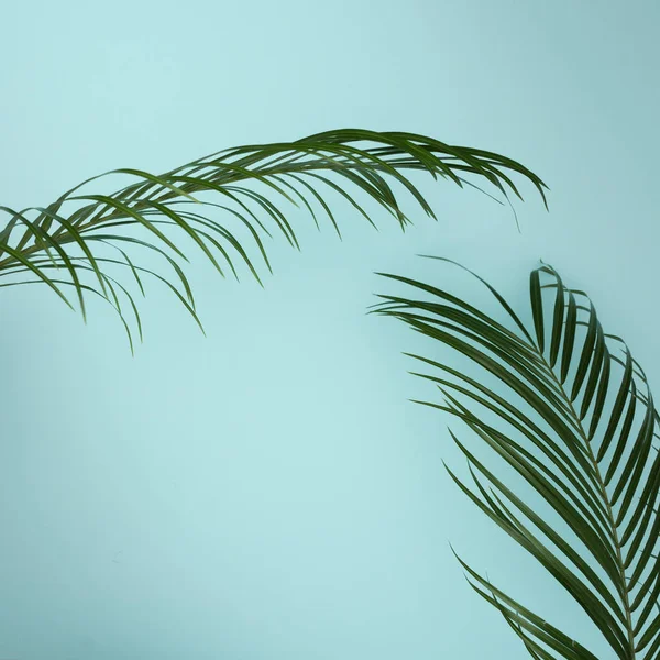 Tropical palm leaves — Stock Photo, Image