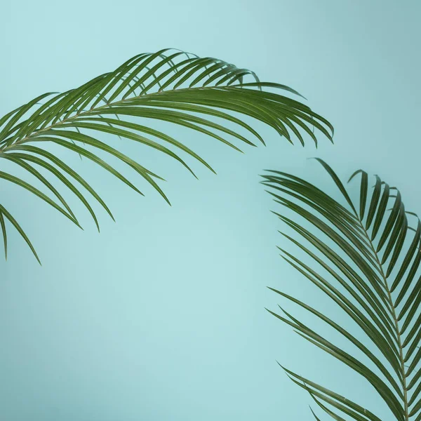 Tropische palmbladeren — Stockfoto