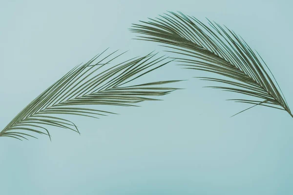 Tropische Palmenblätter — Stockfoto