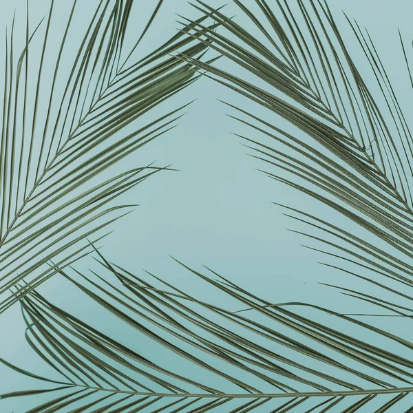 Frunze tropicale de palmier — Fotografie, imagine de stoc