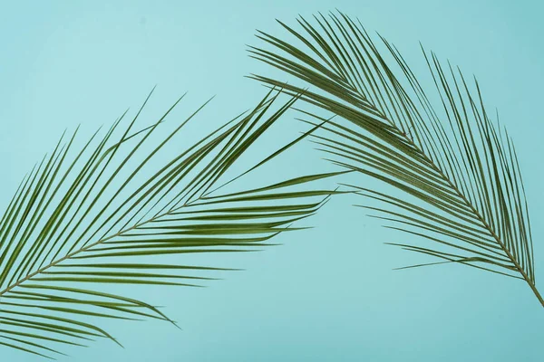 Folhas de palma tropicais — Fotografia de Stock