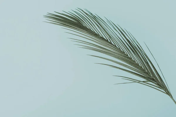 Tropische palmbladeren — Stockfoto