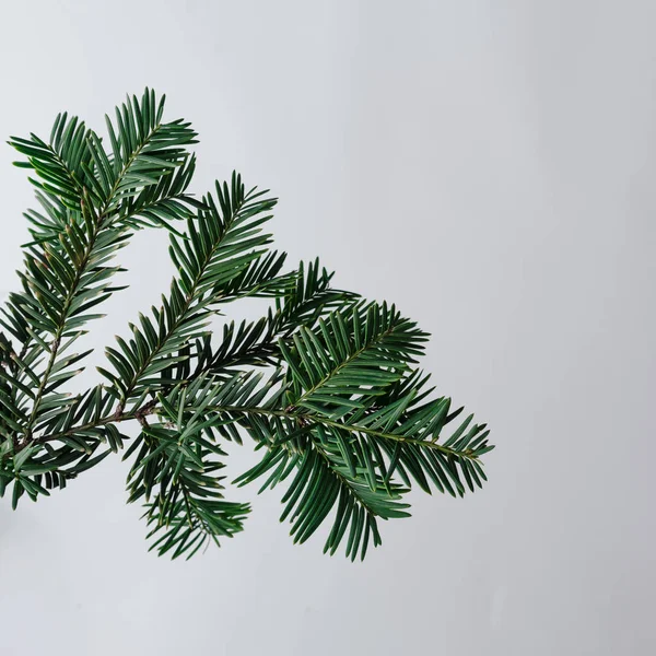 Christmas Tree Branch Minimal Creative Layout New Year Christmas Background — Stock Photo, Image