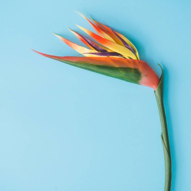 Parlak mavi arka plan üzerinde renkli tropikal çiçek yaratıcı düzeni. Yaz tropikal kompozisyon 