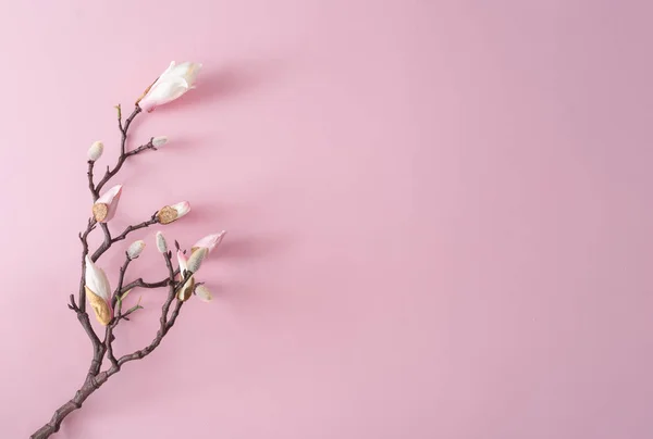 Zweig Mit Weißen Blüten Auf Pastellrosa Hintergrund Minimale Flache Lay — Stockfoto