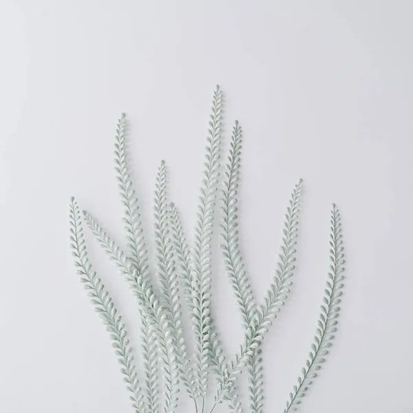 Plantas Verdes Parede Cinza Pastel Fundo Floral Minimalista — Fotografia de Stock