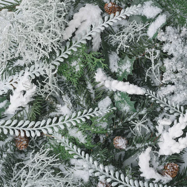 Composición Navideña Hecha Plantas Invierno Sobre Nieve —  Fotos de Stock