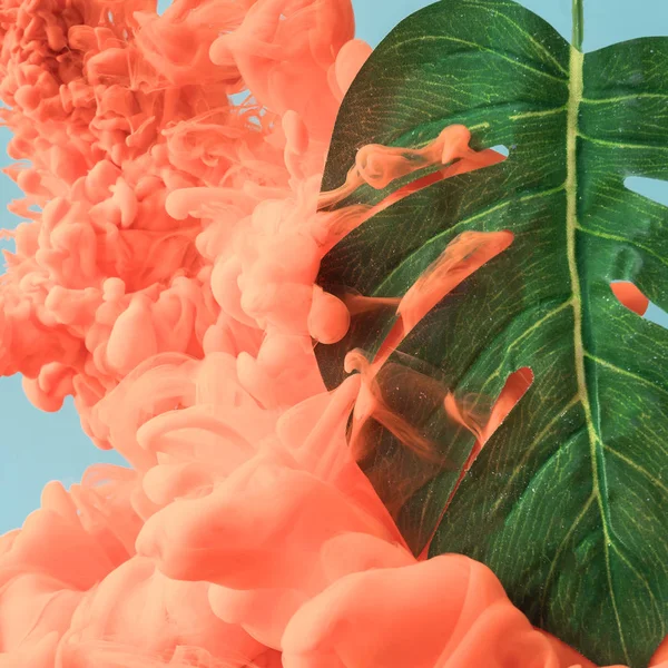 Hoja Tropical Monstera Con Nube Color Coral Pastel Concepto Fondo — Foto de Stock