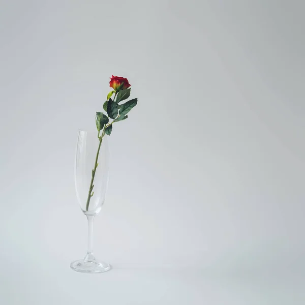 Champagnerglas Mit Roter Rose Auf Grauem Hintergrund Minimale Zusammensetzung — Stockfoto