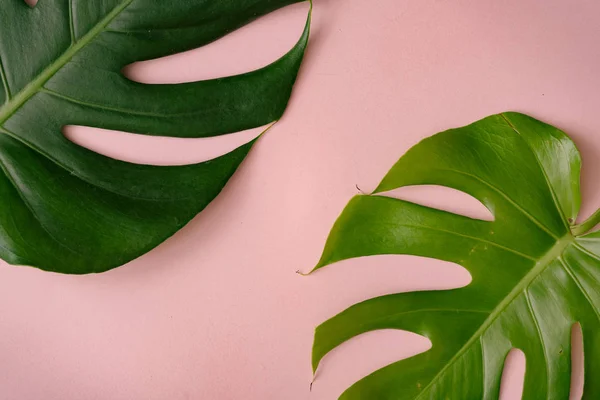 Monstera Leaves Pastel Coral Background Minimal Composition — Stock Photo, Image