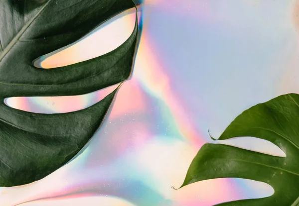 트렌디한 홀로그램 부드러운 무지개 빛깔의 Monstera와 나뭇잎 — 스톡 사진