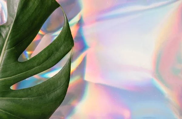 트렌디한 홀로그램 부드러운 무지개 빛깔의 Monstera — 스톡 사진