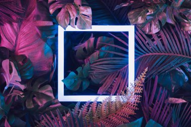 Neon ışık kare çerçeve ile tropikal yaprak yaratıcı floresan renk düzeni yapılmış. Doğa kavramı 