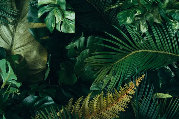 Kreativ Layout Gjord Tropiska Lämnar Natur Konceptet — Stockfoto
