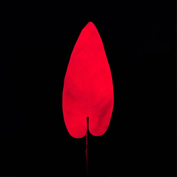 Neon Trópusi Levél Élénk Piros Fluoreszkáló Színű Fekete Háttér Nyári — Stock Fotó