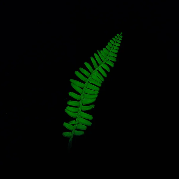 Neon Tropical Leaf Vivid Green Fluorescent Color Black Background Summer — Stock Photo, Image