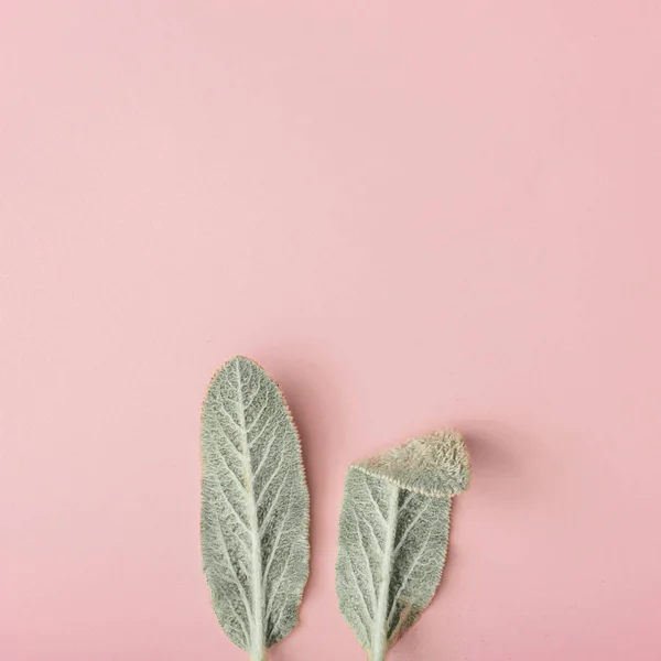 Bunny Rabbit Öronen Gjorda Naturliga Gröna Blad Pastell Rosa Bakgrund — Stockfoto