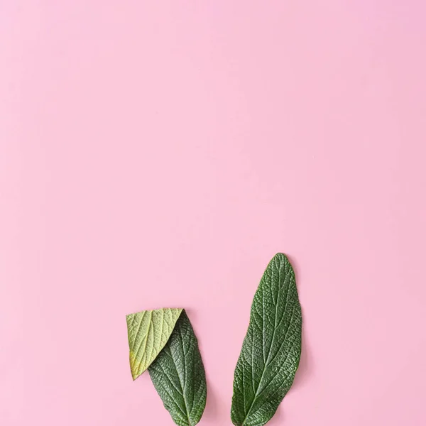 Bunny Rabbit Öronen Gjorda Naturliga Gröna Blad Pastell Rosa Bakgrund — Stockfoto